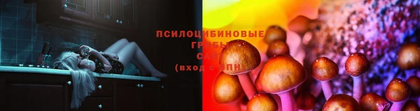 PSILOCYBIN Богородицк